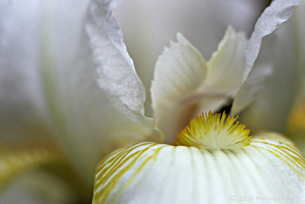 White iris up close